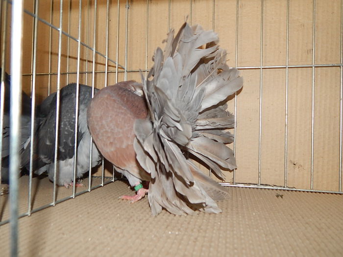 DSCN9169 - Timisoara ianuarie 2015