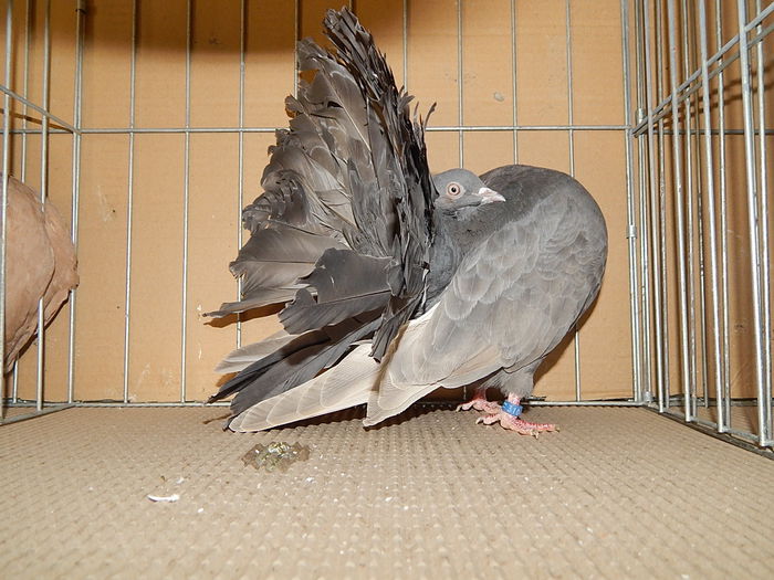 DSCN9173 - Timisoara ianuarie 2015