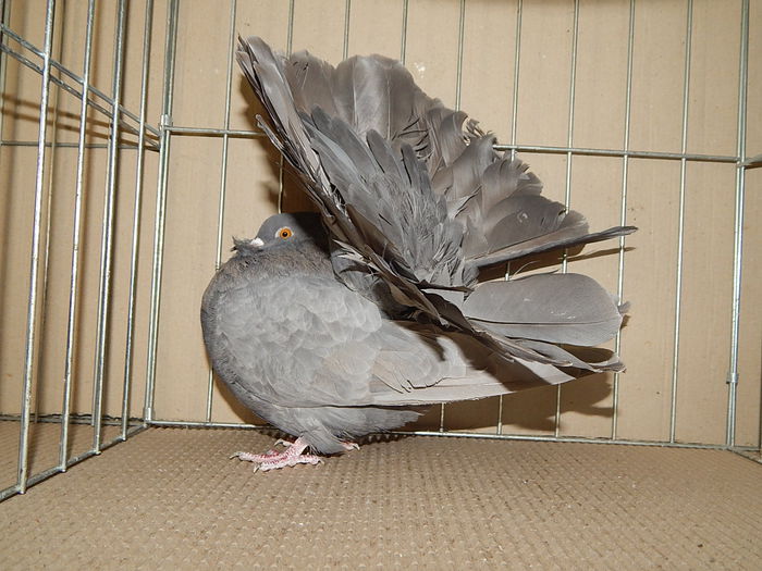 DSCN9174 - Timisoara ianuarie 2015