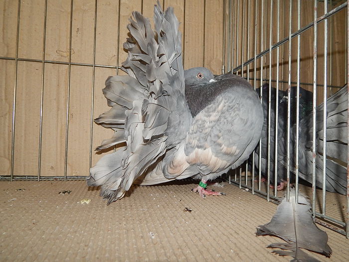 DSCN9181 - Timisoara ianuarie 2015