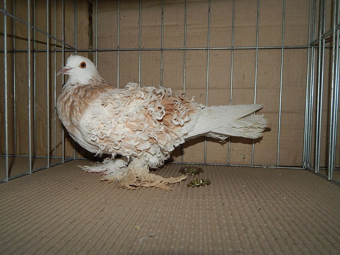 DSCN9182 - Timisoara ianuarie 2015