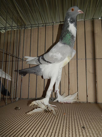 DSCN9184 - Timisoara ianuarie 2015