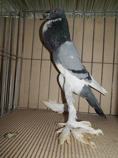 DSCN9186 - Timisoara ianuarie 2015