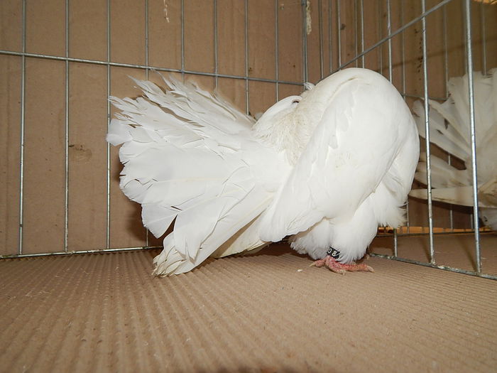 DSCN9188 - Timisoara ianuarie 2015