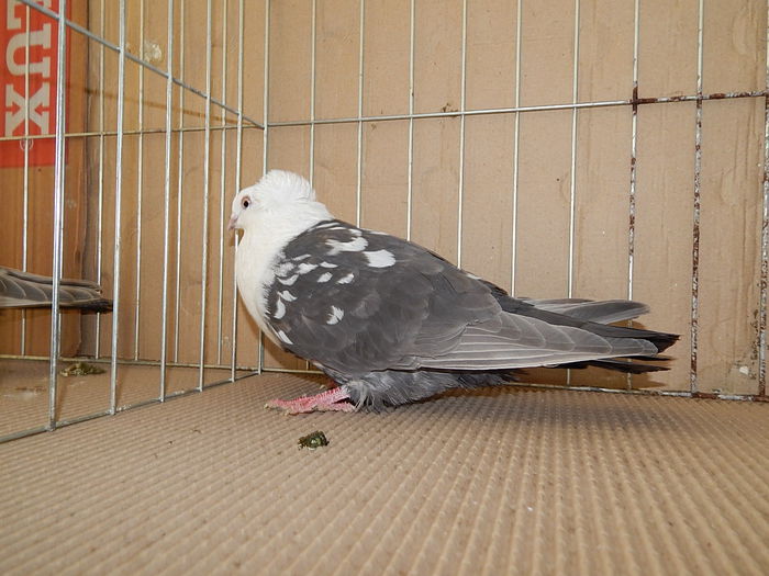 DSCN9189 - Timisoara ianuarie 2015