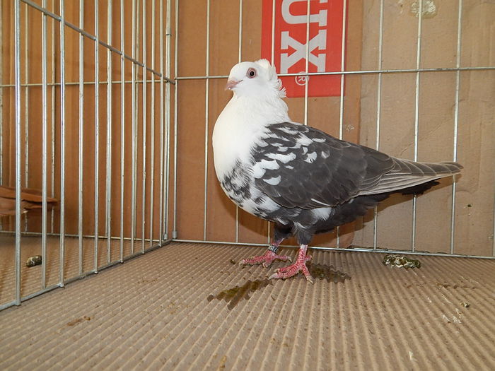 DSCN9190 - Timisoara ianuarie 2015