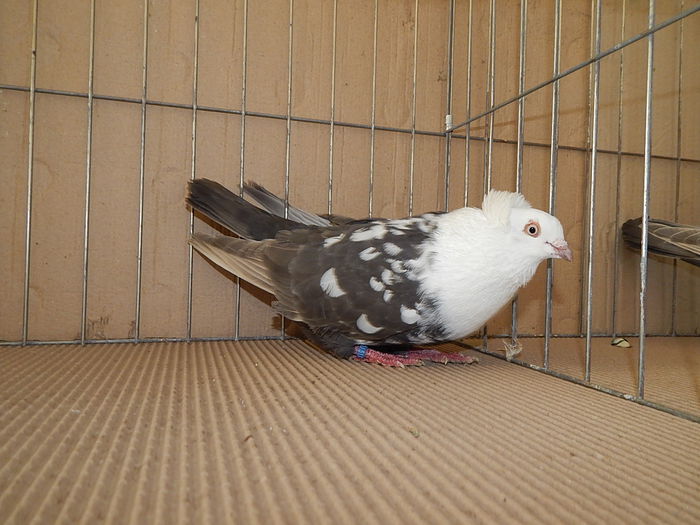 DSCN9191 - Timisoara ianuarie 2015