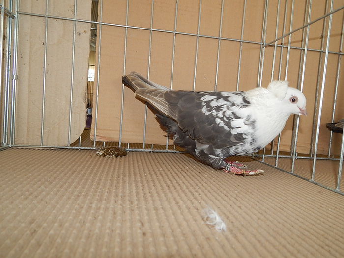 DSCN9192 - Timisoara ianuarie 2015