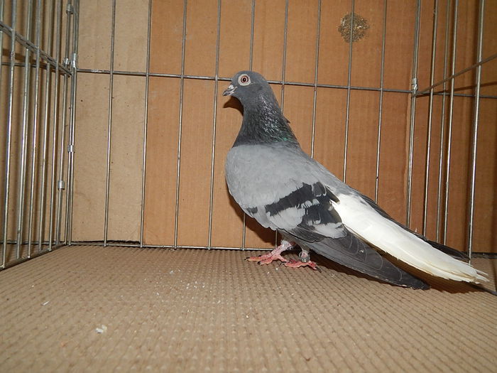 DSCN9193 - Timisoara ianuarie 2015