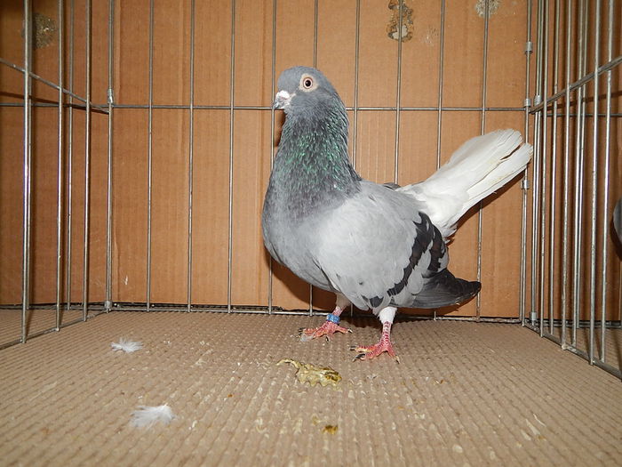 DSCN9194 - Timisoara ianuarie 2015