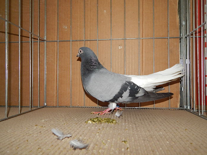 DSCN9196 - Timisoara ianuarie 2015