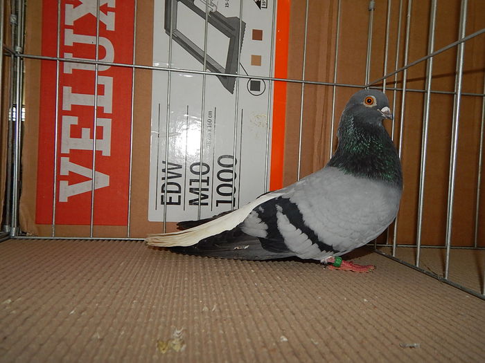 DSCN9198 - Timisoara ianuarie 2015