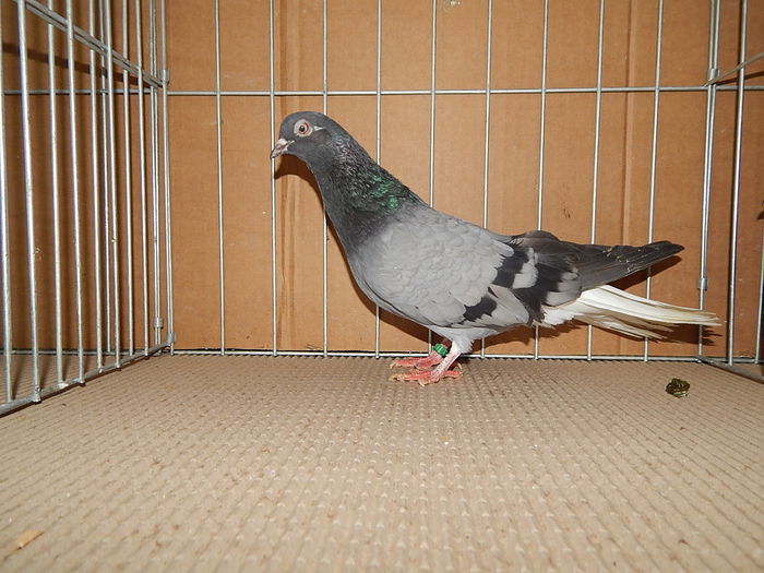 DSCN9199 - Timisoara ianuarie 2015