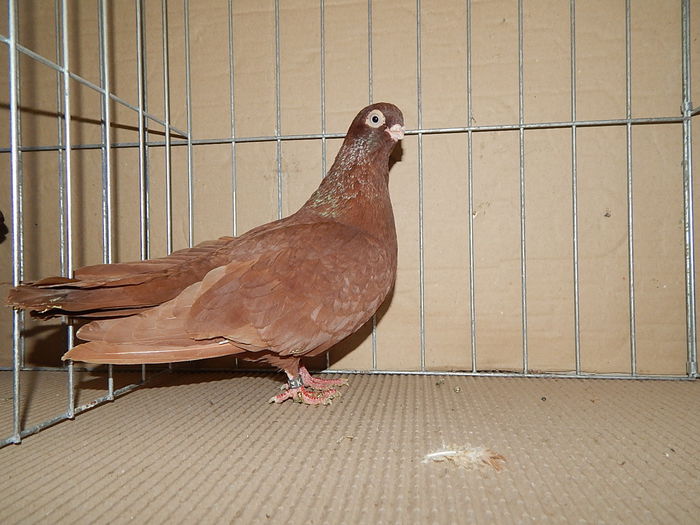 DSCN9201 - Timisoara ianuarie 2015