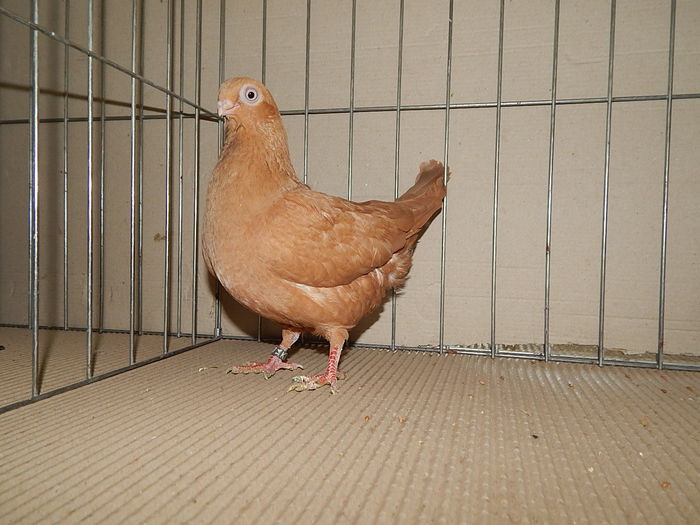 DSCN9202 - Timisoara ianuarie 2015