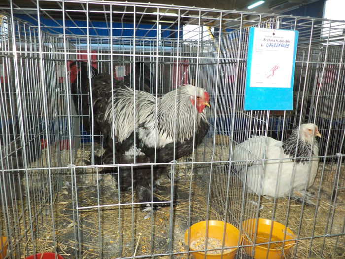 DSC04193 - Expozitia Cluj ianuarie 2015