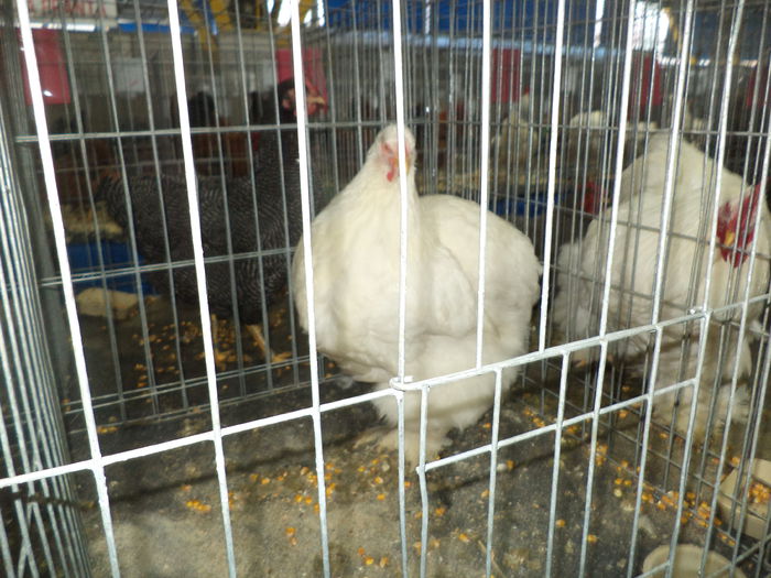 DSC04213 - Expozitia Cluj ianuarie 2015