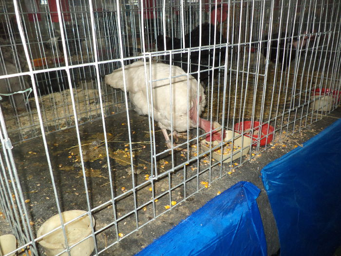 DSC04222 - Expozitia Cluj ianuarie 2015