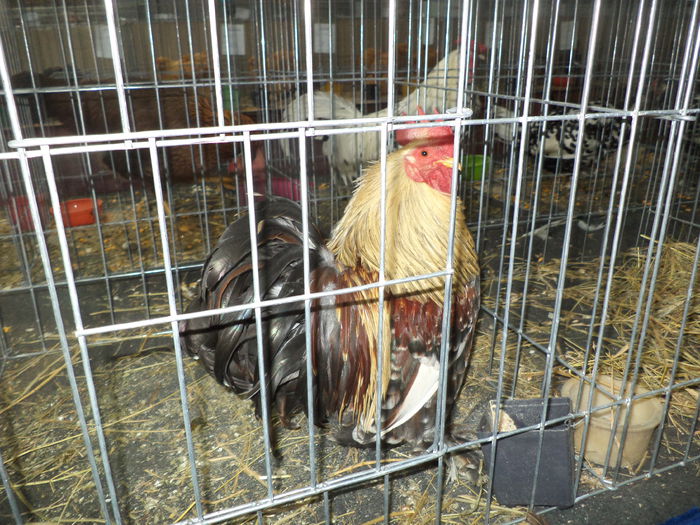 DSC04248 - Expozitia Cluj ianuarie 2015