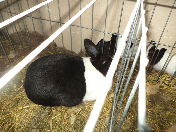 DSC04250 - Expozitia Cluj ianuarie 2015