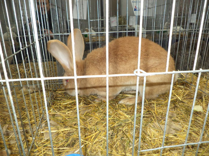 DSC04288 - Expozitia Cluj ianuarie 2015