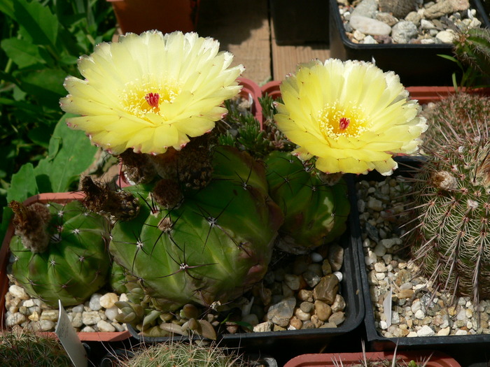 notocactus_acutus - genul Notocactus