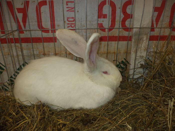DSC03934 - EXPO SUCEAVA 2014