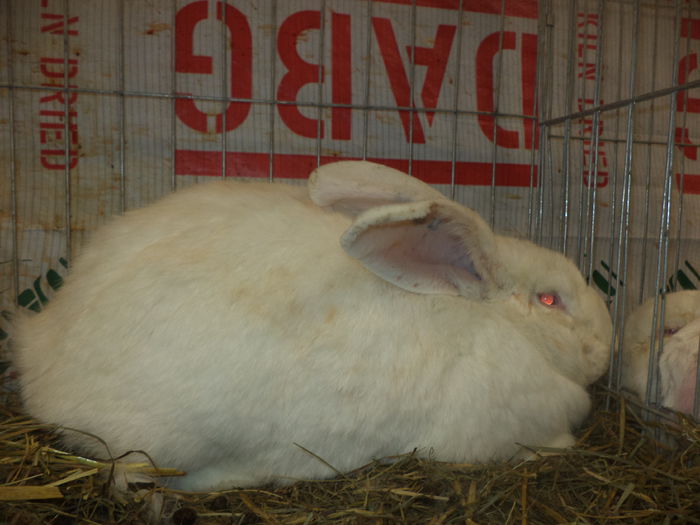 DSC03939 - EXPO SUCEAVA 2014