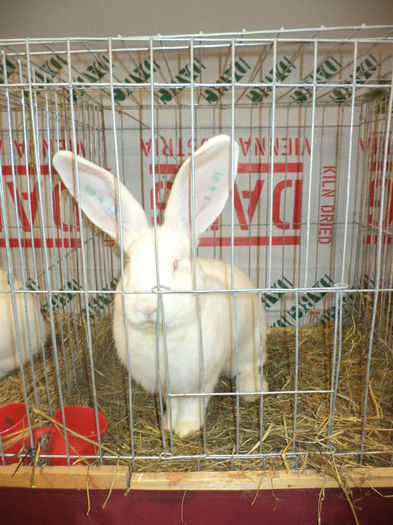 DSC03941 - EXPO SUCEAVA 2014