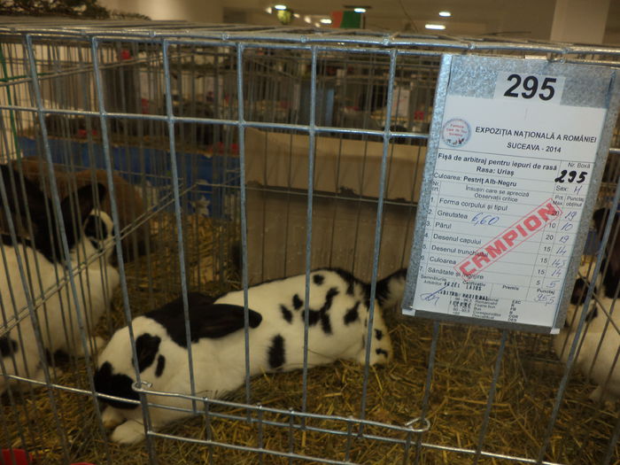 DSC03950 - EXPO SUCEAVA 2014
