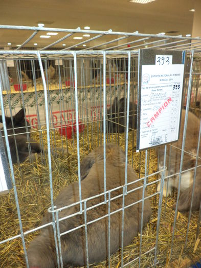 DSC03959 - EXPO SUCEAVA 2014