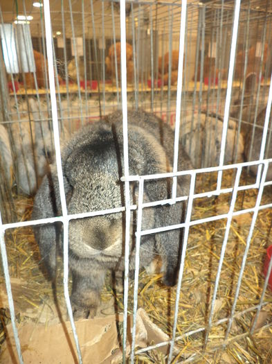 DSC03964 - EXPO SUCEAVA 2014