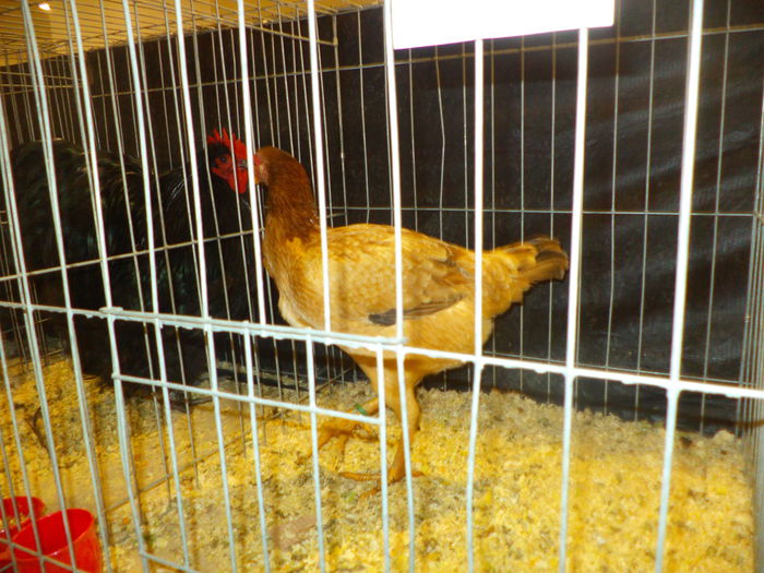 DSC03670 - EXPO SUCEAVA 2014