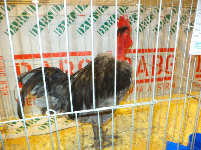 DSC03675 - EXPO SUCEAVA 2014