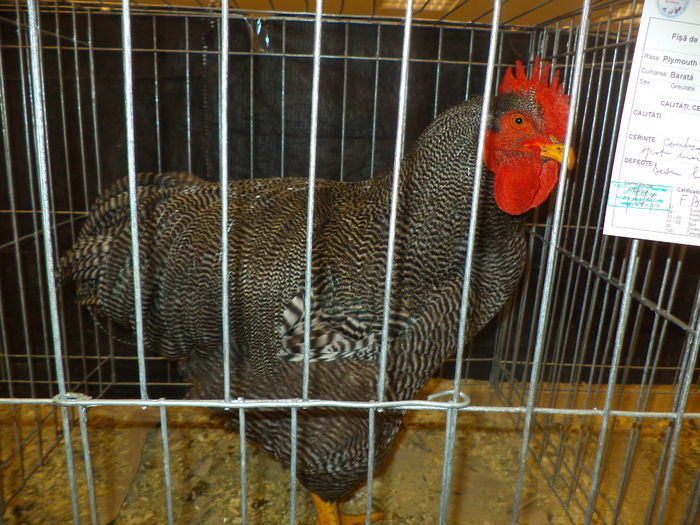 DSC03676 - EXPO SUCEAVA 2014