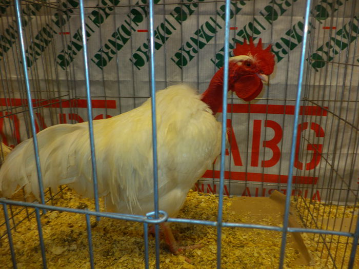 DSC03677 - EXPO SUCEAVA 2014