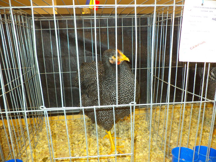 DSC03678 - EXPO SUCEAVA 2014
