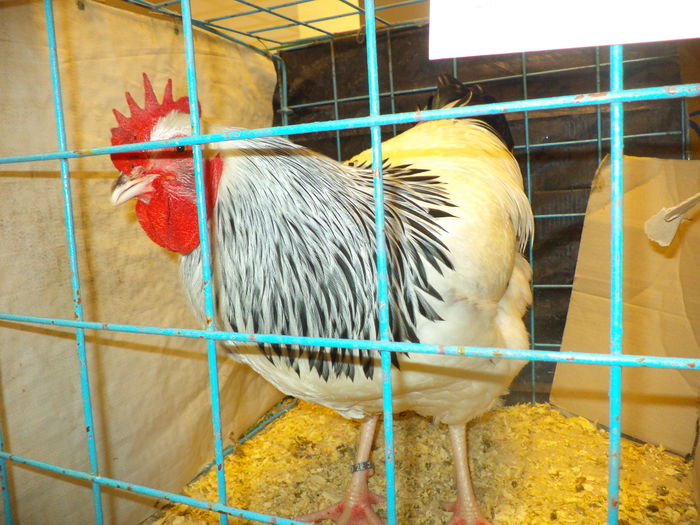 DSC03681 - EXPO SUCEAVA 2014