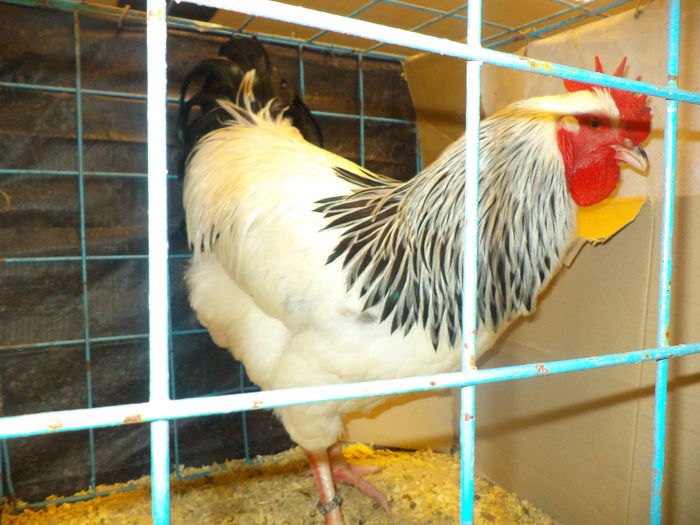 DSC03682 - EXPO SUCEAVA 2014