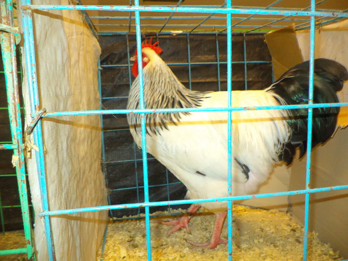 DSC03686 - EXPO SUCEAVA 2014