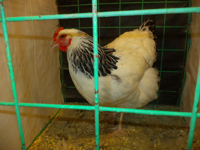 DSC03698 - EXPO SUCEAVA 2014