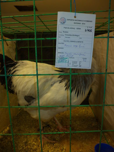 DSC03702 - EXPO SUCEAVA 2014