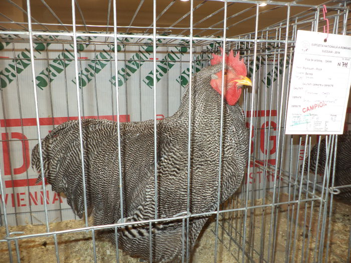 DSC03733 - EXPO SUCEAVA 2014