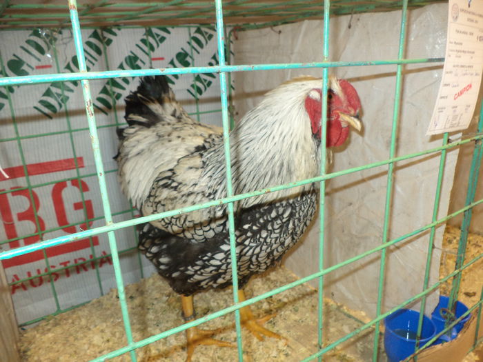 DSC03735 - EXPO SUCEAVA 2014