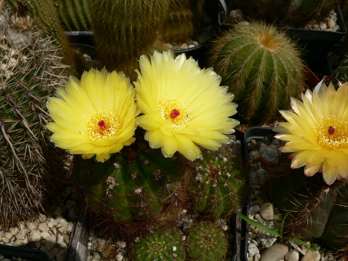 notocactus_ottonis