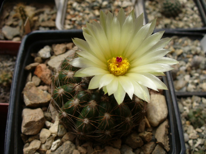 notocactus_uebelmannianus_ssp.flaviflorus - genul Notocactus