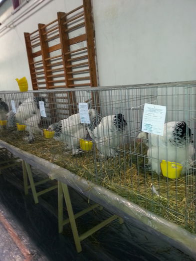 20150117_084747 - gainile mele din expozitia de la severin 2015