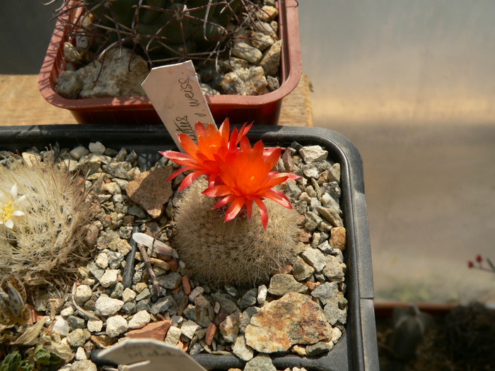 brasilicactus_hasselbergi_v.weiss_fl - genul Notocactus