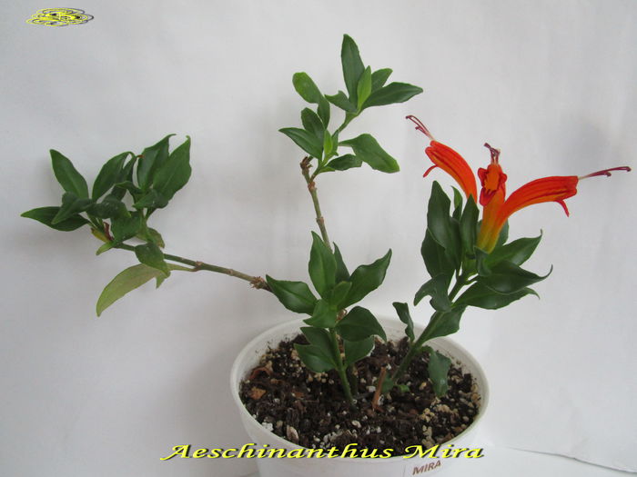 Aeschinanthus Mira (17-01-2015) - Gesneriaceae 2015