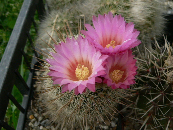 notocactus_guttierezii